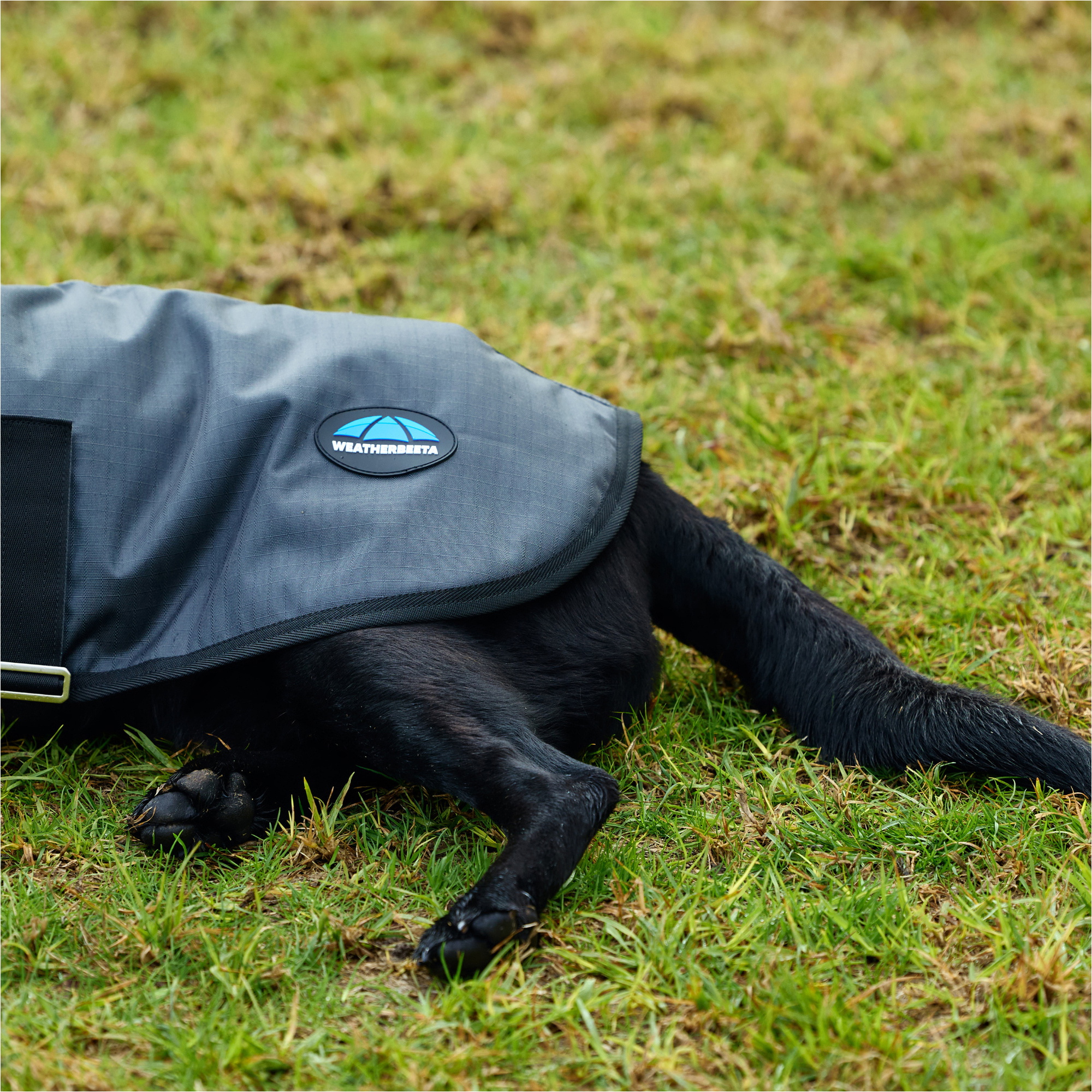 2025 Weatherbeeta Comfitec Classic Waterproof Dog Coat 1029048 - Charcoal